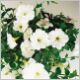 Petunia-Supertunia-'White'-PW